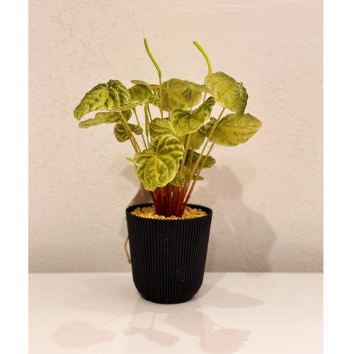 PEPEROMIA - Black Pot Planter